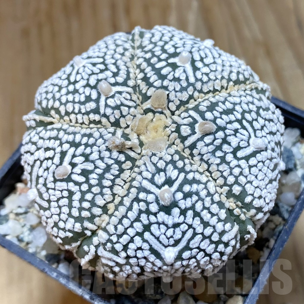 SH10098 Astrophytum asterias ‘Super Kabuto’ V-Type, 5-ribs
