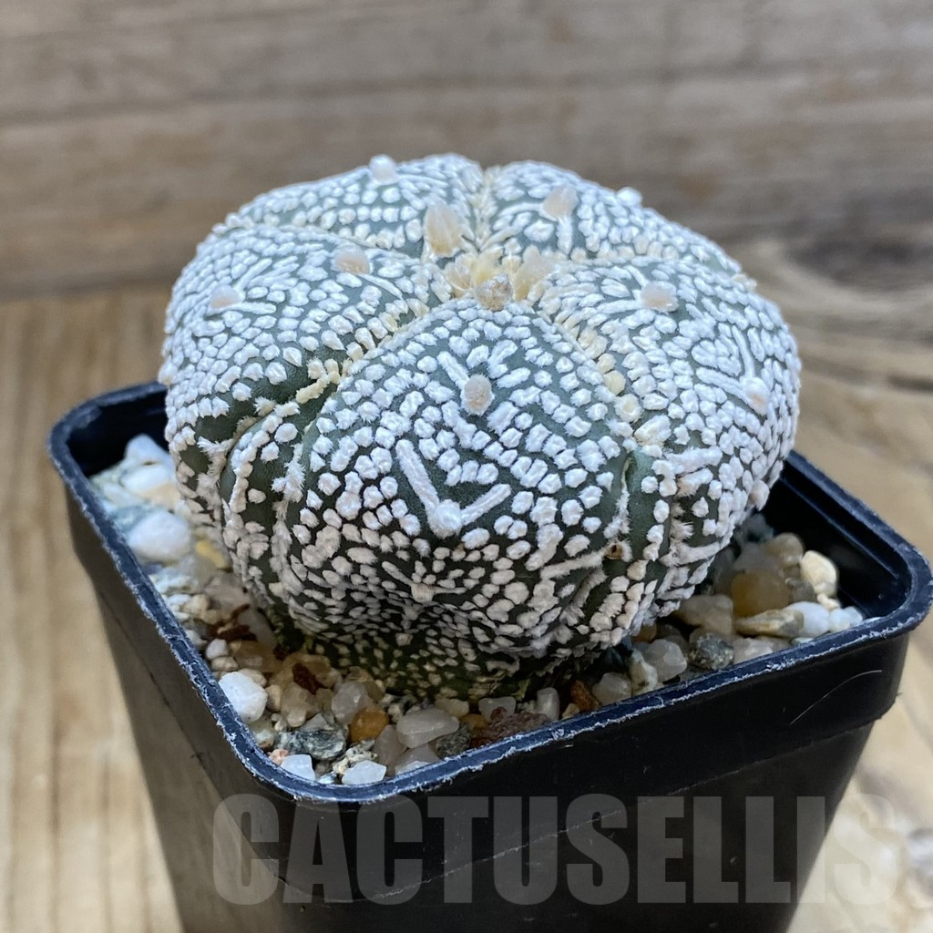 SH10098 Astrophytum asterias ‘Super Kabuto’ V-Type, 5-ribs - Image 2