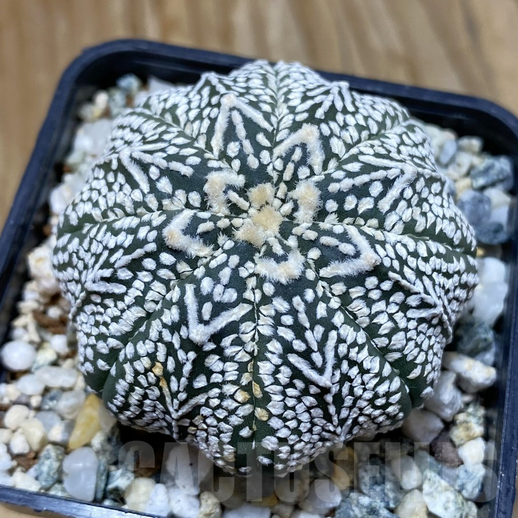 SH10099 Astrophytum asterias ‘Super Kabuto’ V-Type