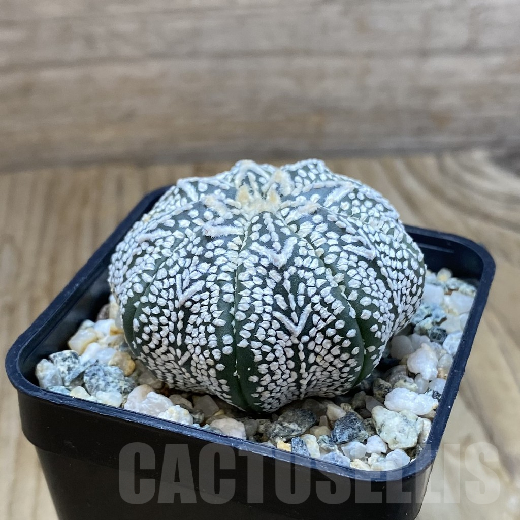 SH10099 Astrophytum asterias ‘Super Kabuto’ V-Type - Image 2