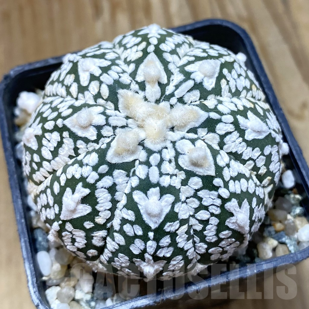 SH10100 Astrophytum asterias ‘Super Kabuto’ V-Type