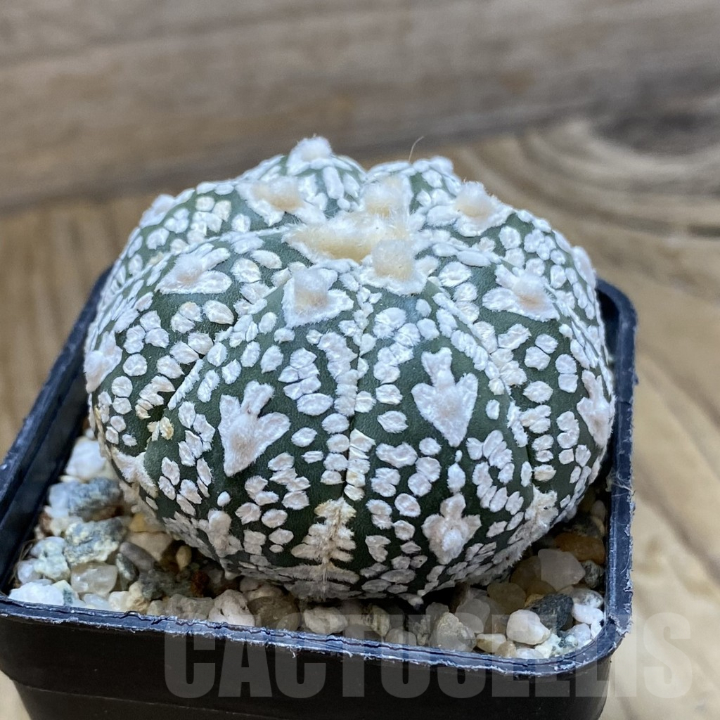 SH10100 Astrophytum asterias ‘Super Kabuto’ V-Type - Image 2