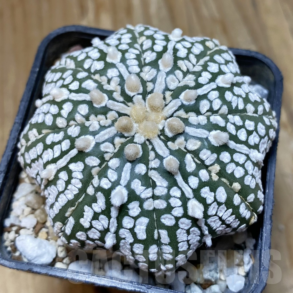 SH10102 Astrophytum asterias ‘Super Kabuto’ ‘Star Shape’