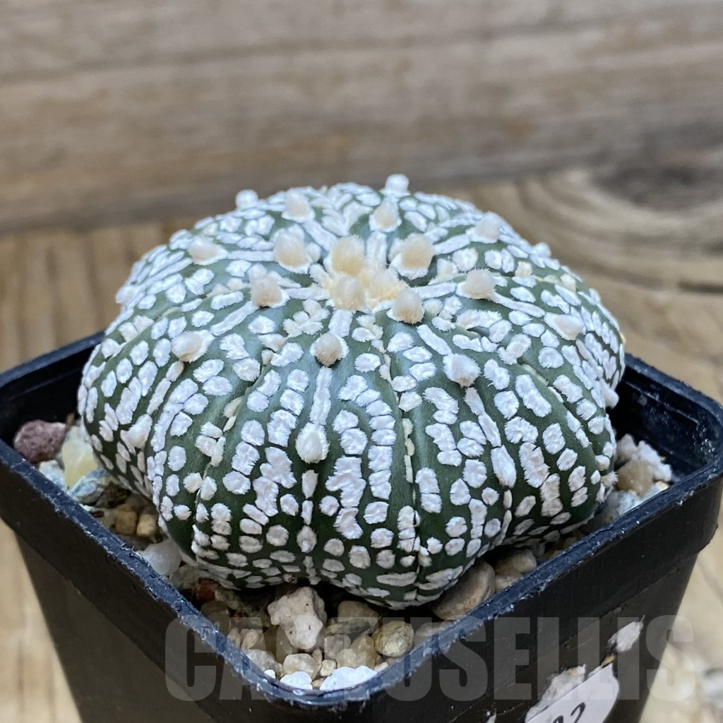 SH10102 Astrophytum asterias ‘Super Kabuto’ ‘Star Shape’ - immagine 2