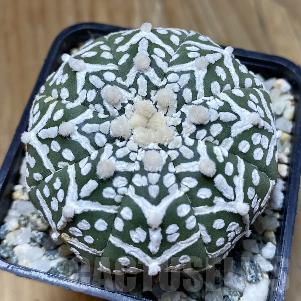 SH10103 Astrophytum asterias ‘Super Kabuto’ V-Type