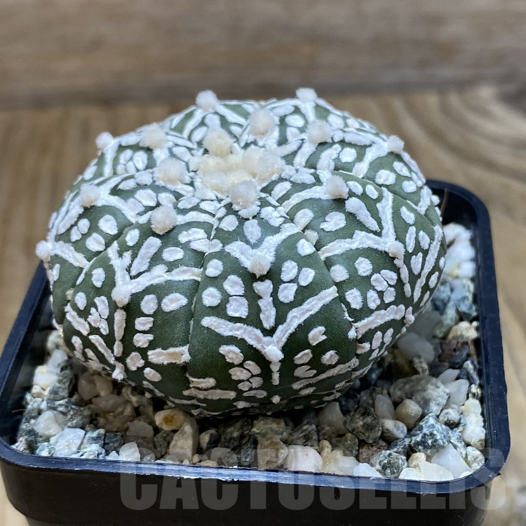 SH10103 Astrophytum asterias ‘Super Kabuto’ V-Type - immagine 2