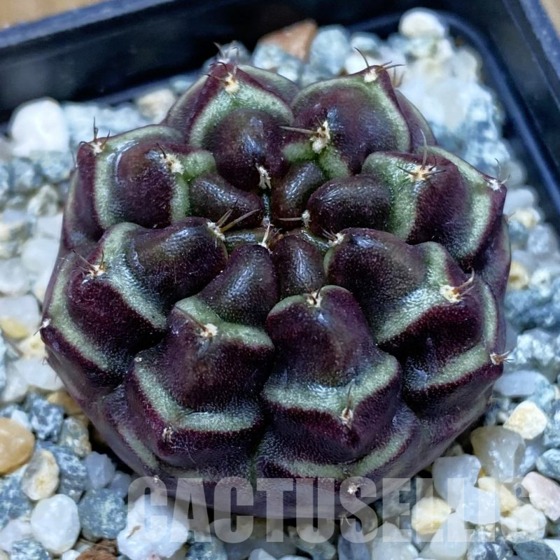 SH10055 Gymnocalycium mihanovichii ‘Day Dream’, seedling