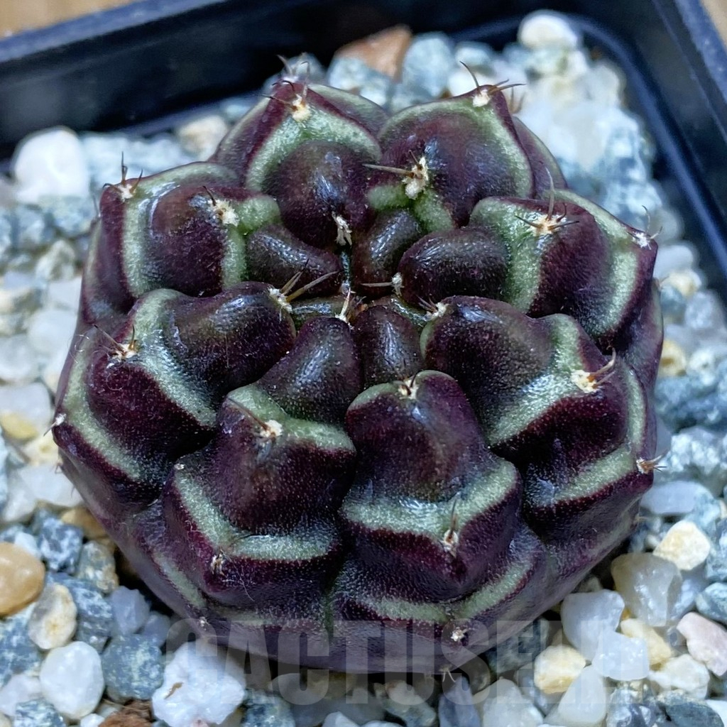 SH10055 Gymnocalycium mihanovichii ‘Day Dream’, seedling