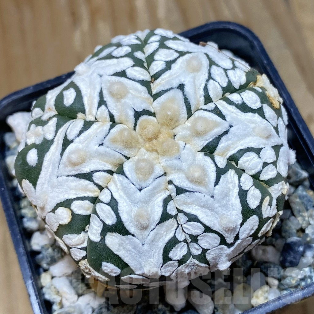 SH10104 Astrophytum asterias ‘Super Kabuto’ V-Type, 6-ribs