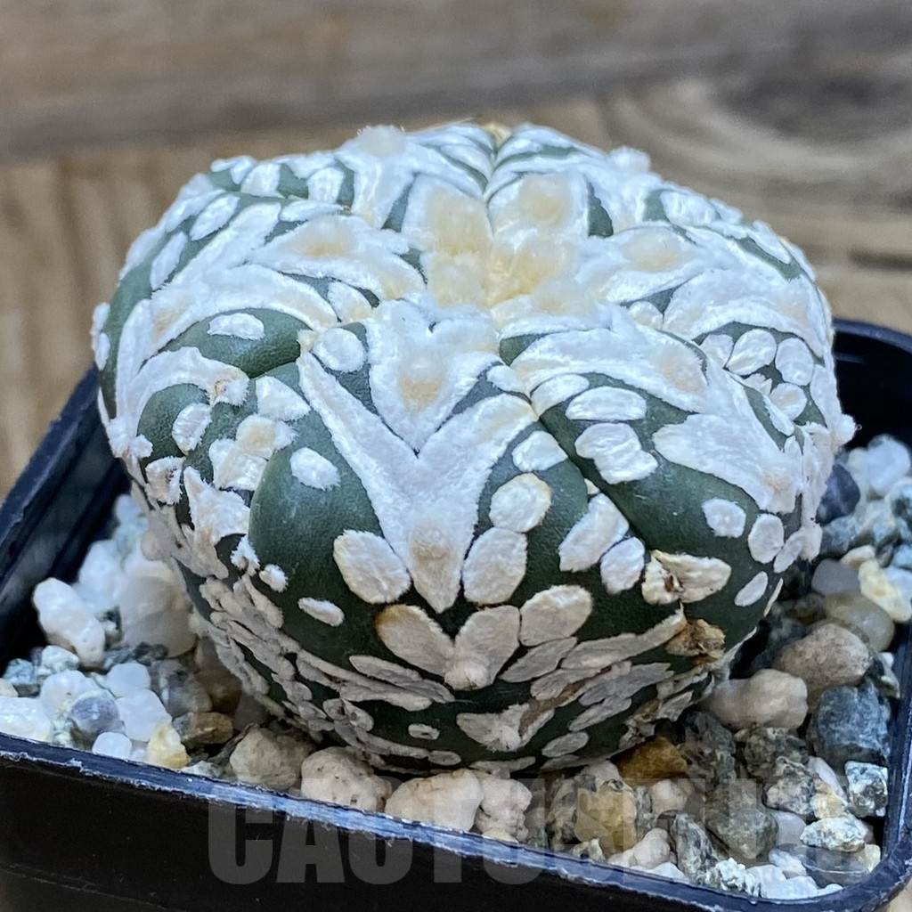 SH10104 Astrophytum asterias ‘Super Kabuto’ V-Type, 6-ribs - immagine 2