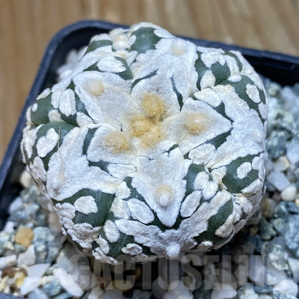 SH10105 Astrophytum asterias ‘Super Kabuto’ V-Type, 5-ribs