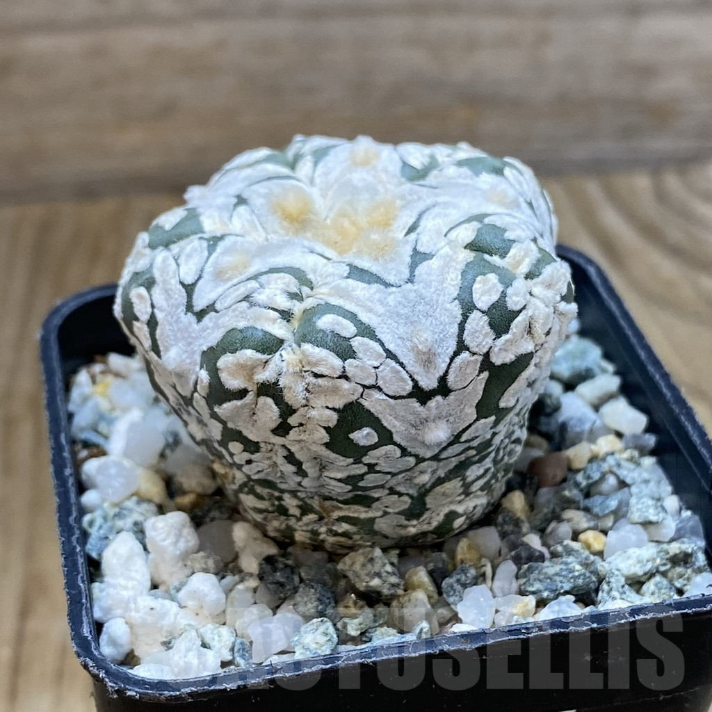 SH10105 Astrophytum asterias ‘Super Kabuto’ V-Type, 5-ribs - immagine 2