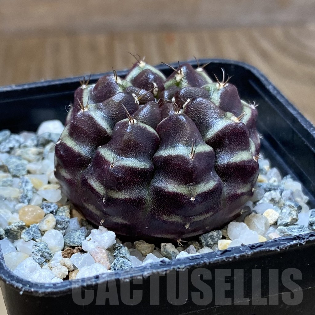 SH10055 Gymnocalycium mihanovichii ‘Day Dream’, seedling - Obrázek 2