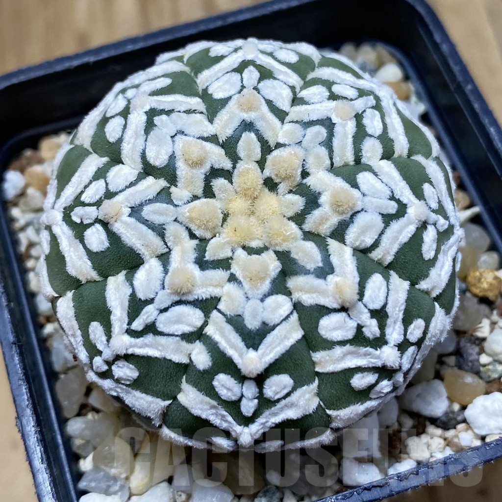 SH10107 Astrophytum asterias 'Super Kabuto' V-type