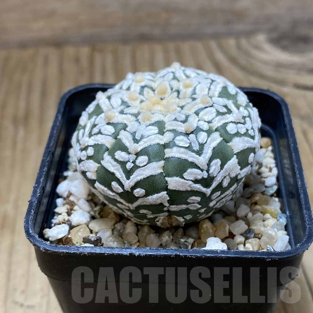 SH10107 Astrophytum asterias 'Super Kabuto' V-type - immagine 2