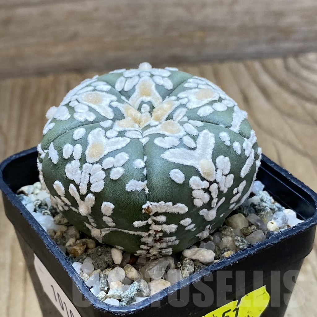 SH10108 Astrophytum asterias 'Super Kabuto' V-type f. nudum, 5-ribs - Imagen 2