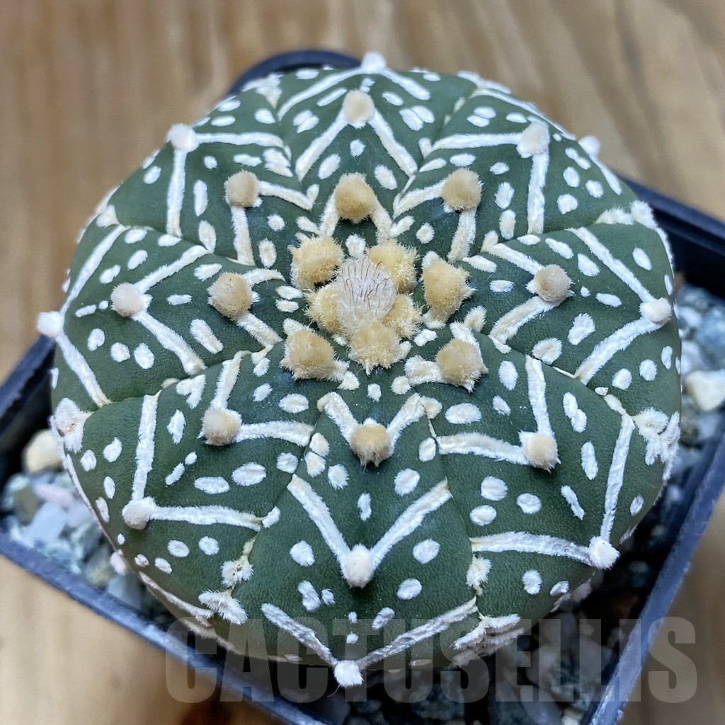 SH10109 Astrophytum asterias 'Super Kabuto' V-type f. nudum