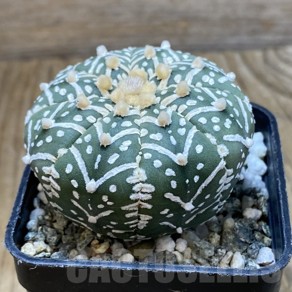 SH10109 Astrophytum asterias 'Super Kabuto' V-type f. nudum - Зображення 2