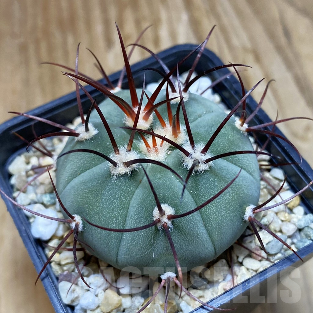 SH10056 Gymnocalycium cabreraense VOS 2122