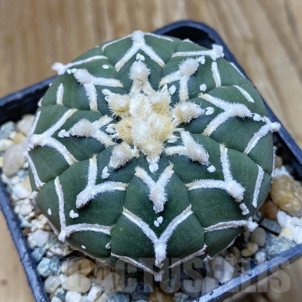 SH10114 Astrophytum asterias 'Super Kabuto' V-type f. nudum