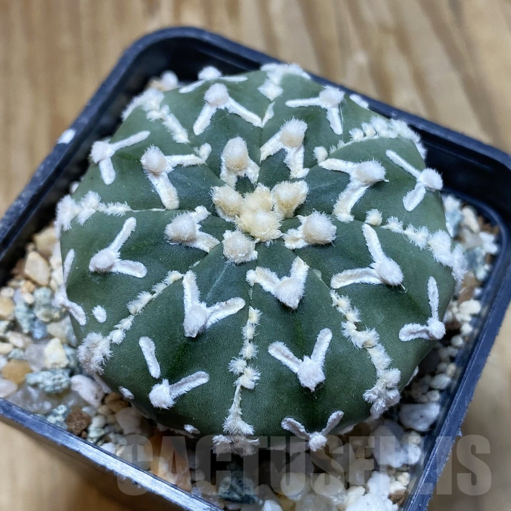 SH10116 Astrophytum asterias 'Super Kabuto' V-type f. nudum