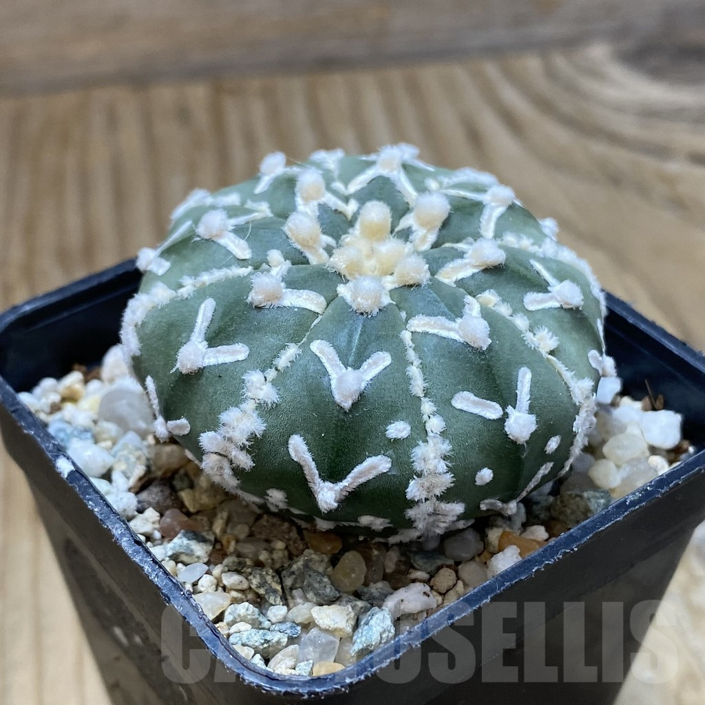 SH10116 Astrophytum asterias 'Super Kabuto' V-type f. nudum – Image 2