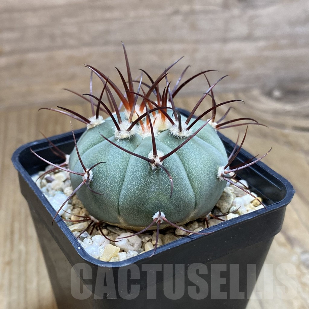SH10056 Gymnocalycium cabreraense VOS 2122 – Bild 2
