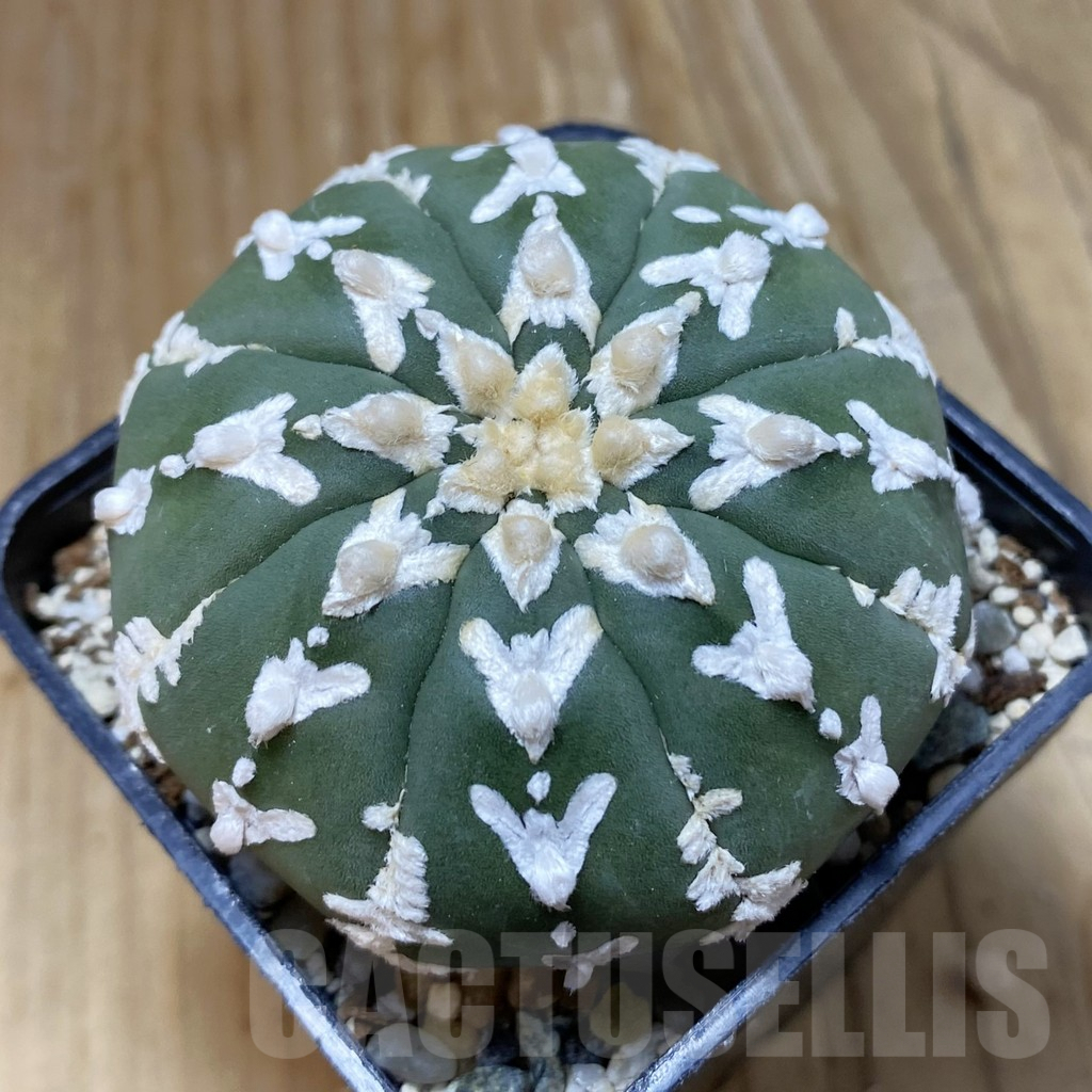 SH10117 Astrophytum asterias 'Super Kabuto' V-type f. nudum