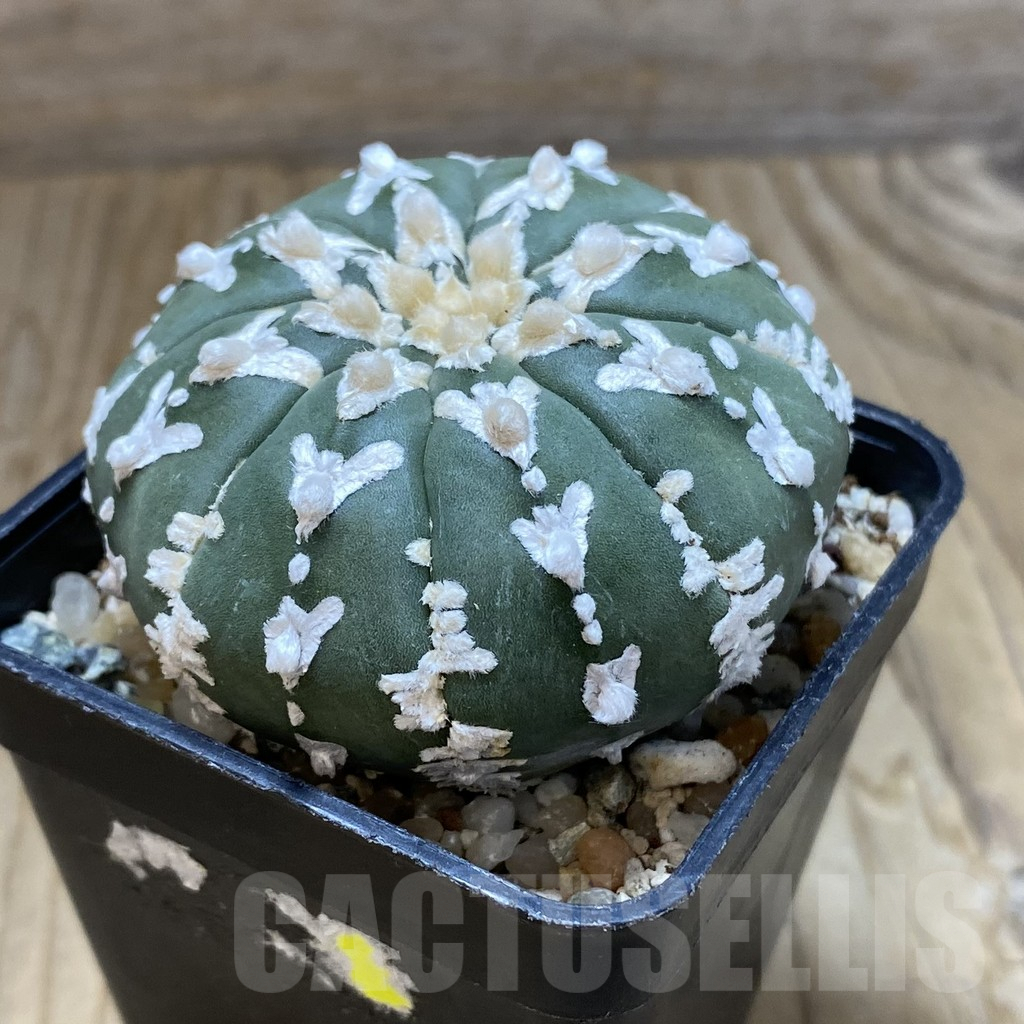 SH10117 Astrophytum asterias 'Super Kabuto' V-type f. nudum - 画像 (2)