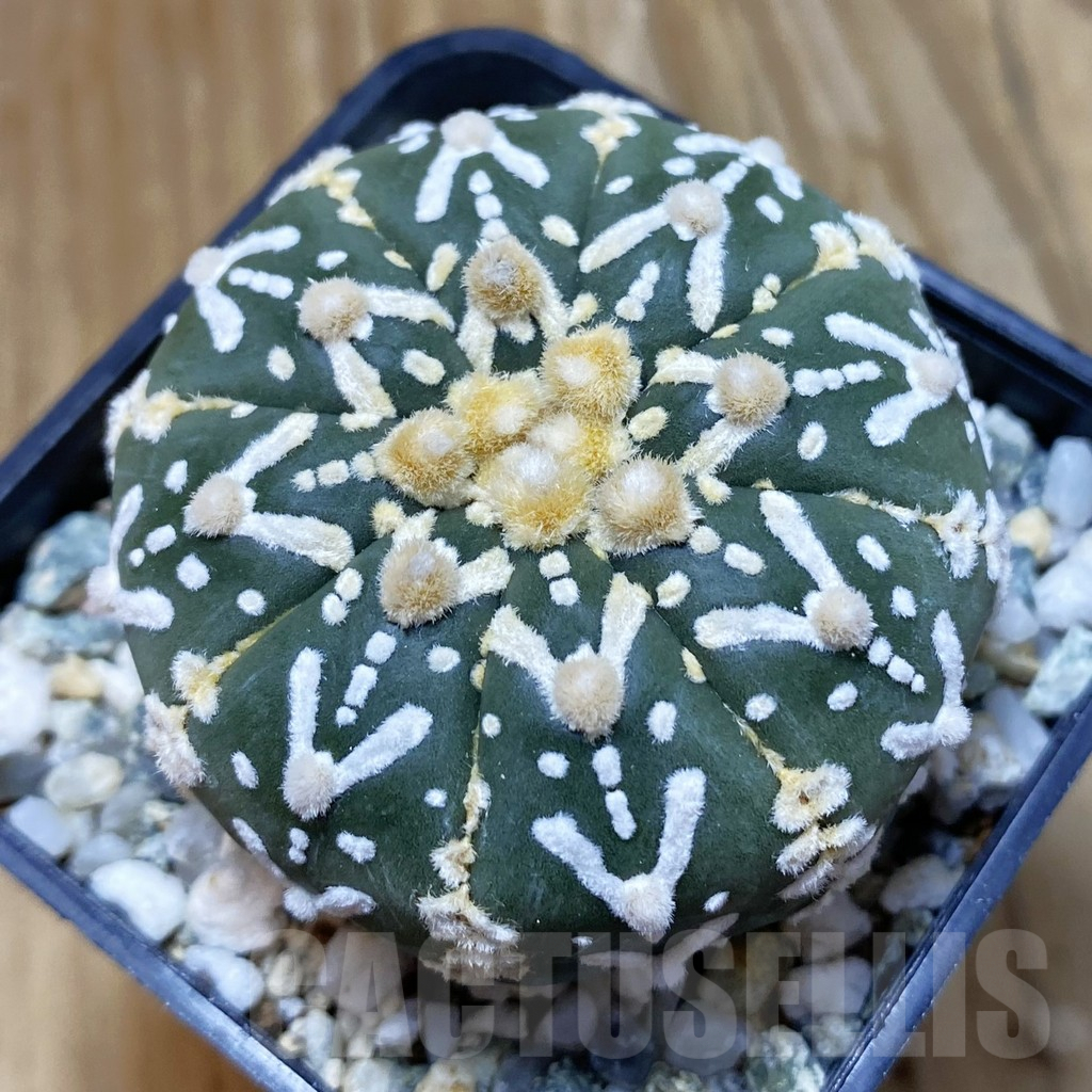 SH10118 Astrophytum asterias 'Super Kabuto' V-type f. nudum