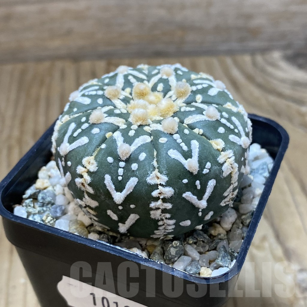 SH10118 Astrophytum asterias 'Super Kabuto' V-type f. nudum - Imagen 2