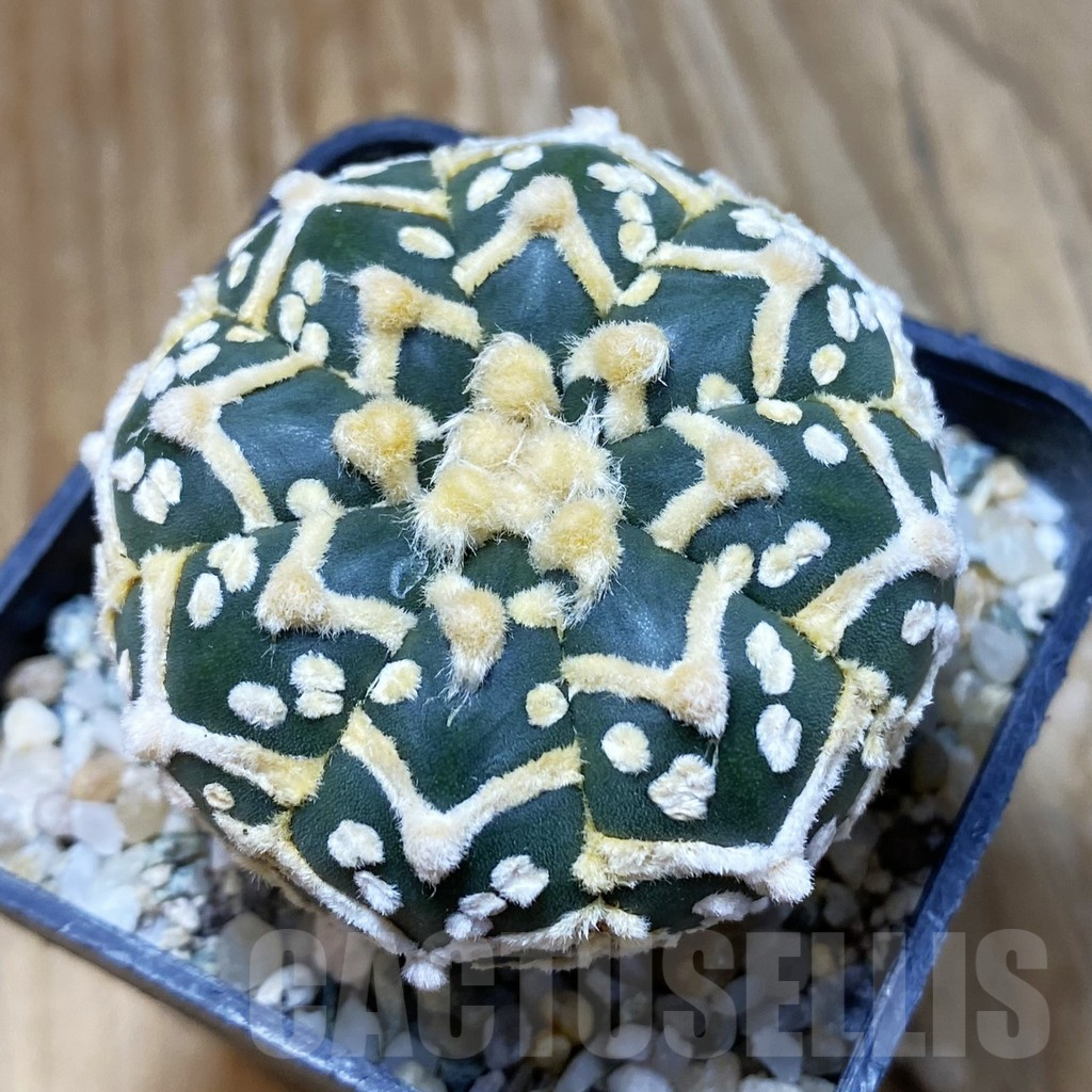 SH10119 Astrophytum asterias 'Super Kabuto' V-type f. nudum