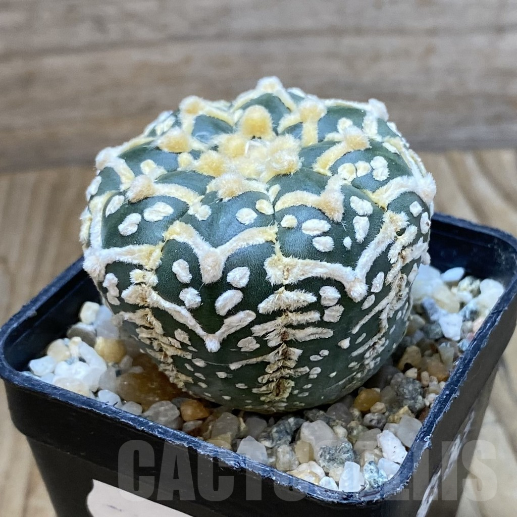 SH10119 Astrophytum asterias 'Super Kabuto' V-type f. nudum - Image 2