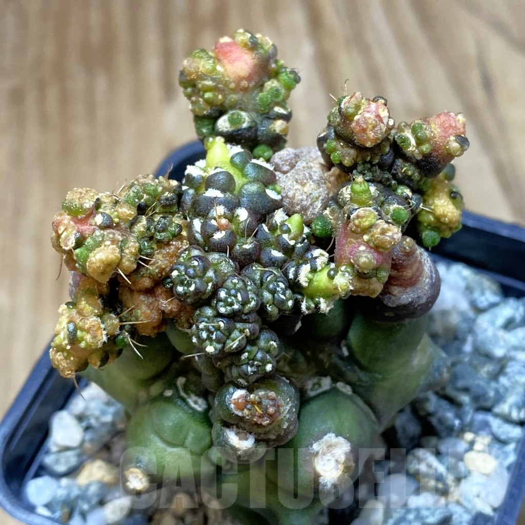 SH10058 Gymnocalycium mihanovichii 'Transformer'