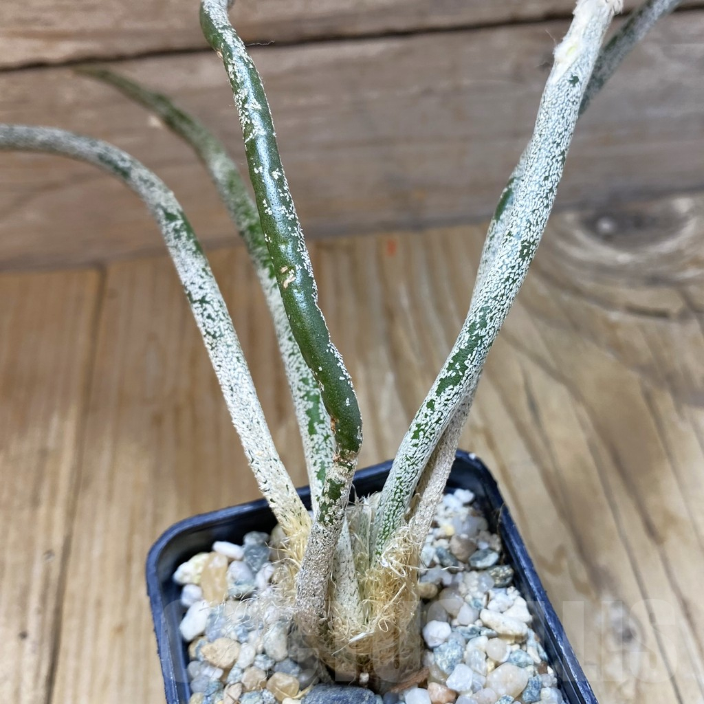 SH10059 Astrophytum caput-medusae, seedling