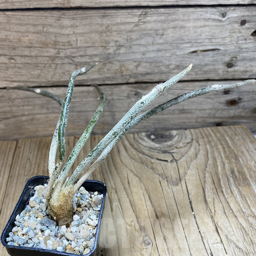 SH10059 Astrophytum caput-medusae, seedling - 画像 (2)