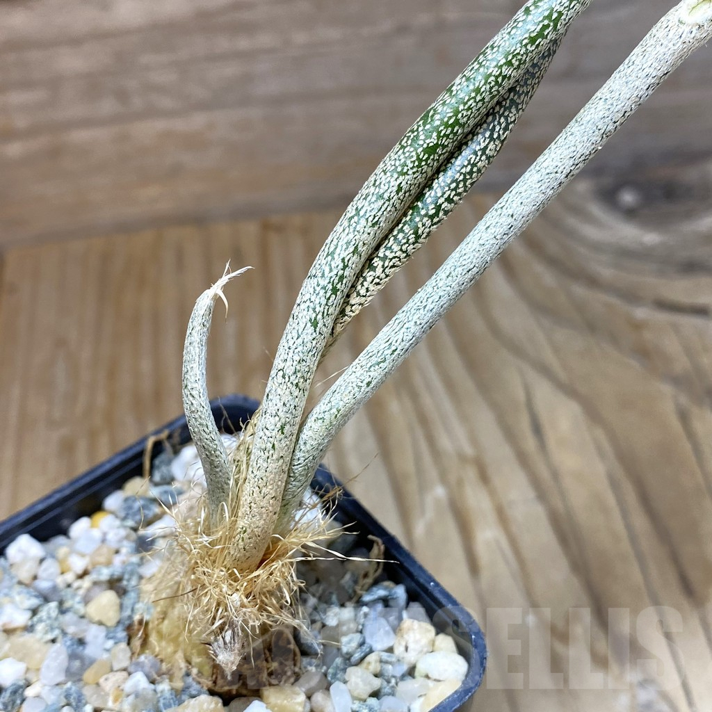 SH10060 Astrophytum caput-medusae, seedling