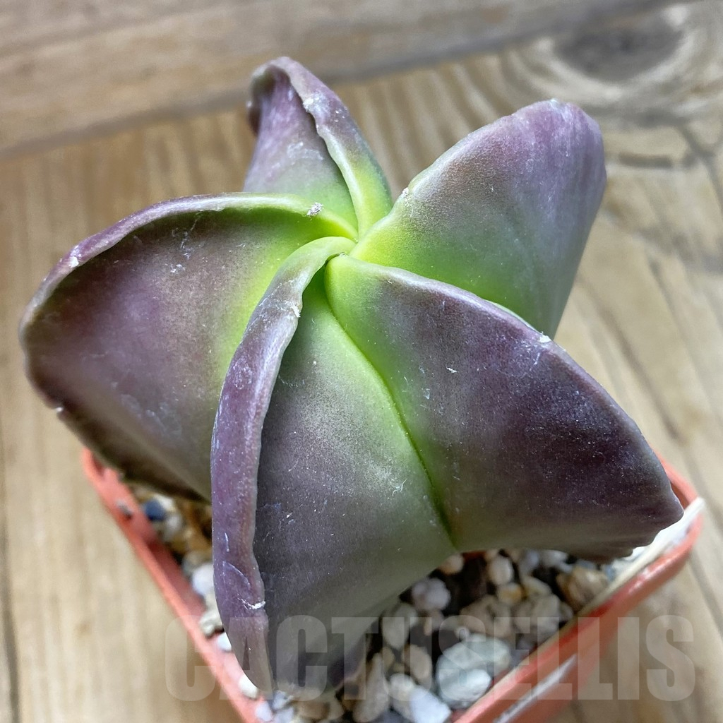 SH10061 Astrophytum myriostigma f. nudum