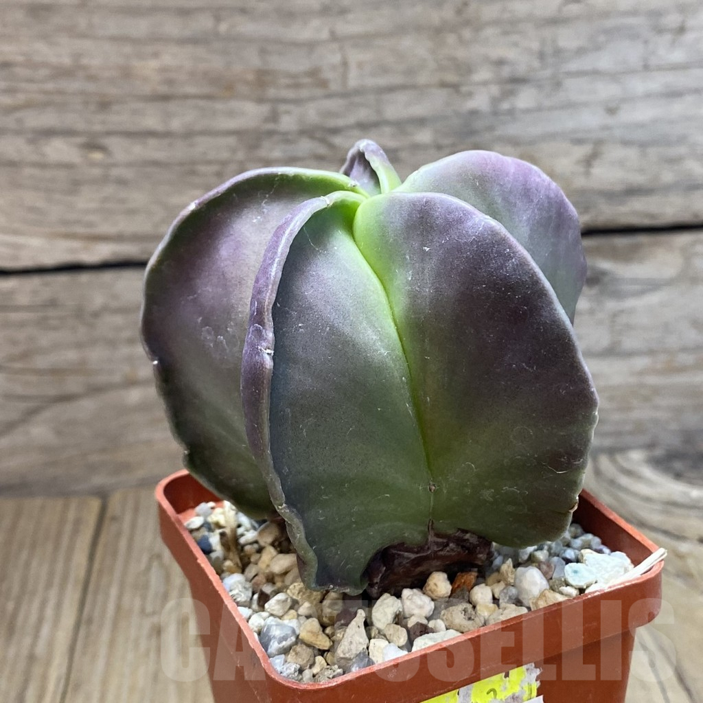 SH10061 Astrophytum myriostigma f. nudum - 画像 (2)