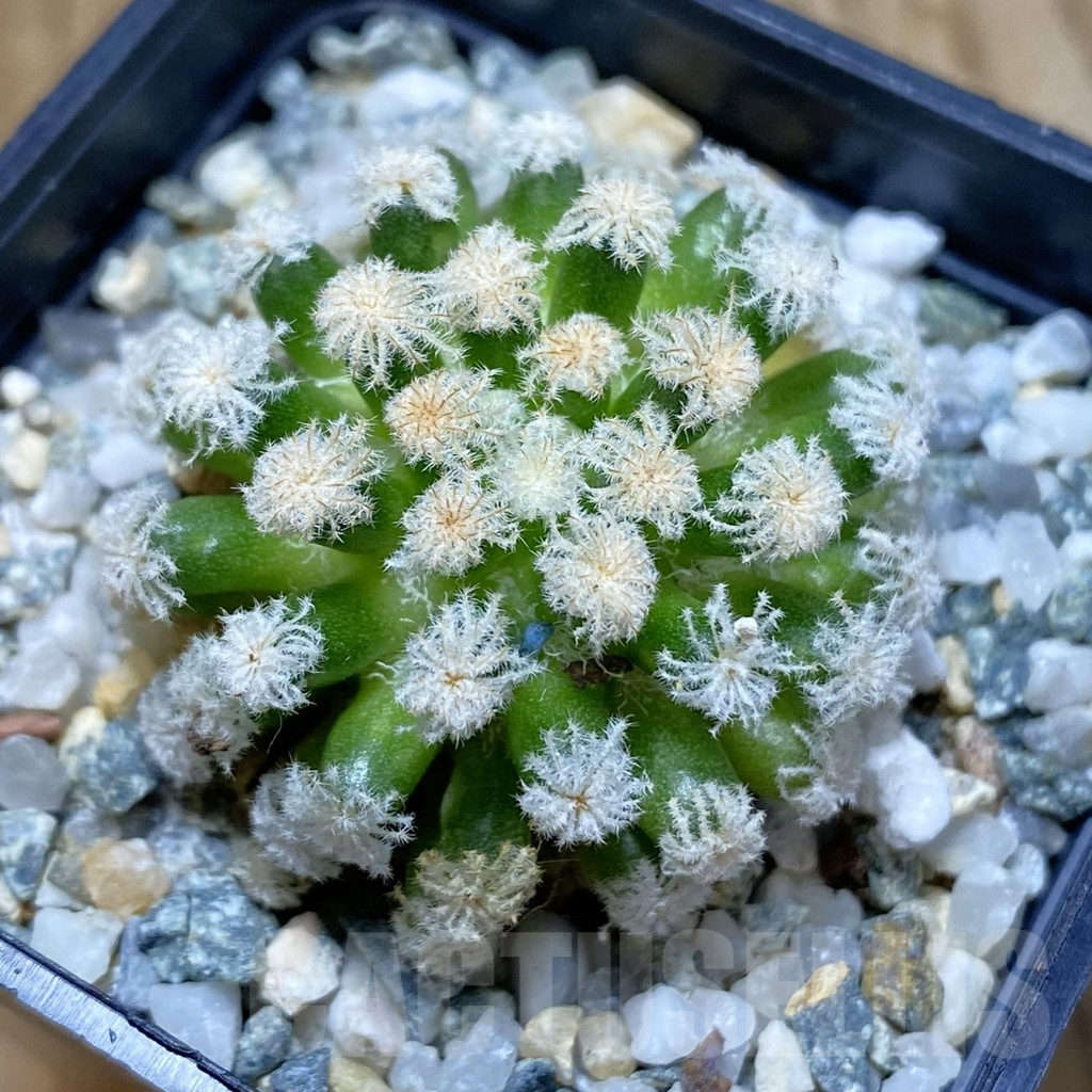 SH10062 Mammillaria plumosa ‘Snow’