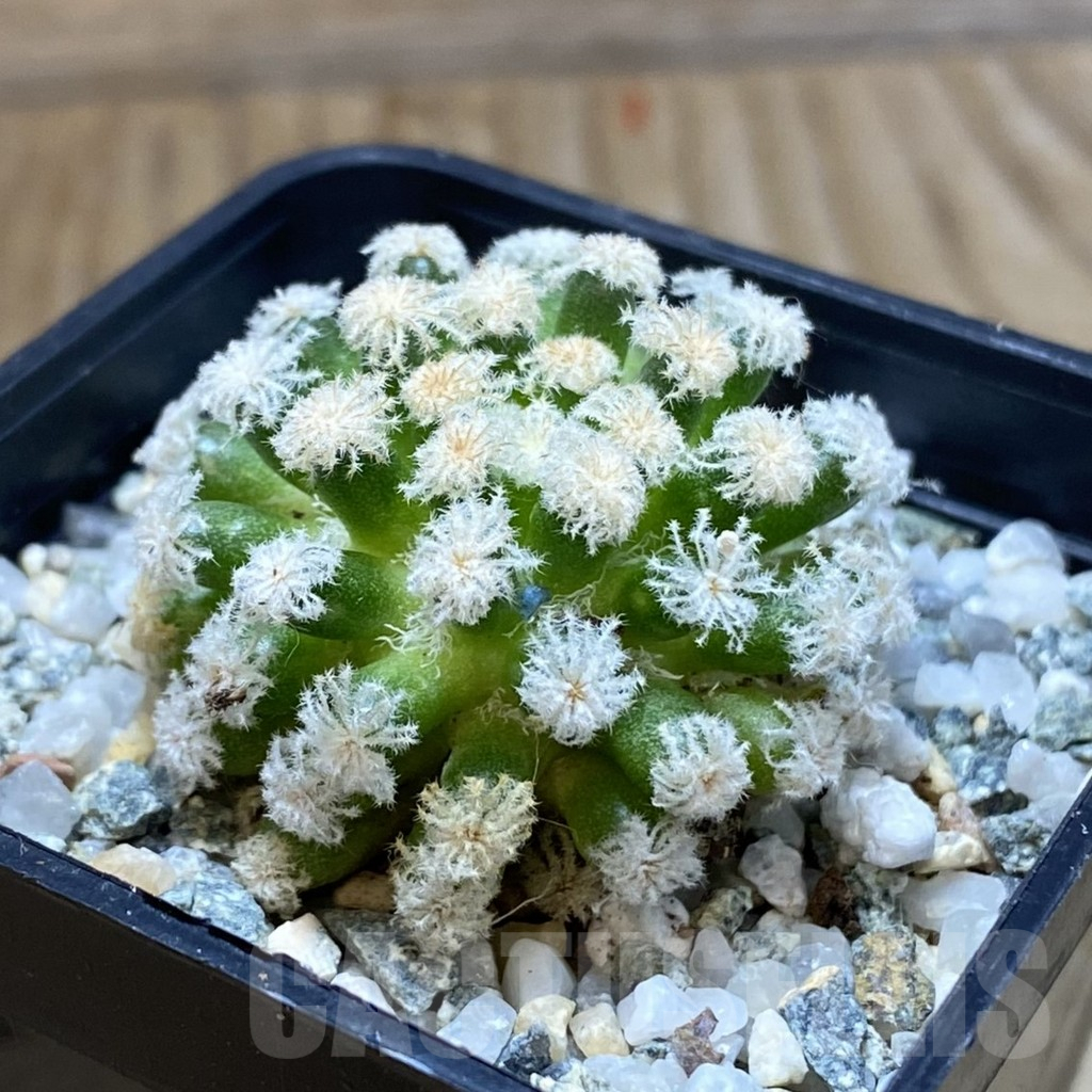 SH10062 Mammillaria plumosa ‘Snow’ - Image 2