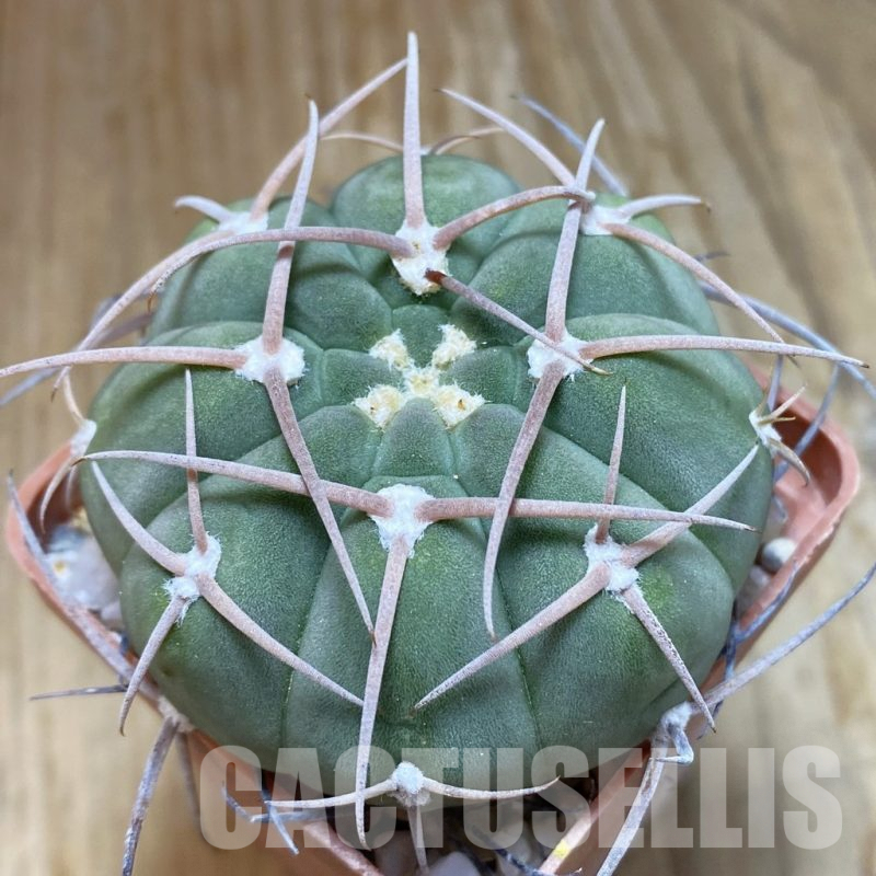 SH10051 Gymnocalycium baldianum