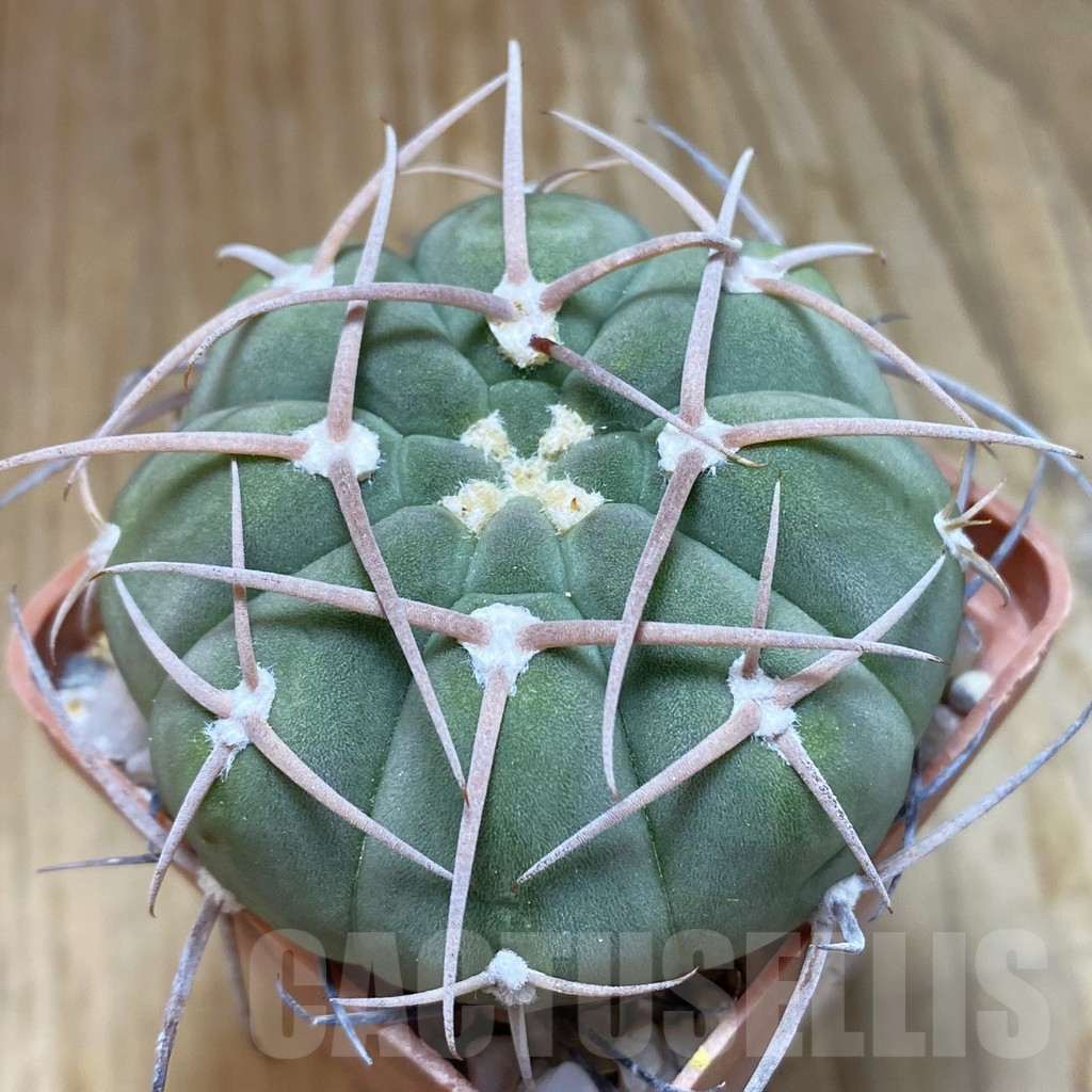 SH10051 Gymnocalycium baldianum