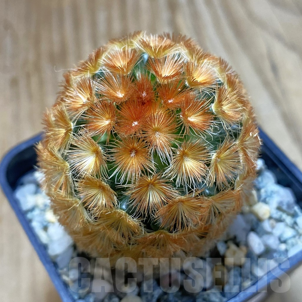 SH10064 Mammillaria carmenae ‘Buddha’ hybrid, seedling