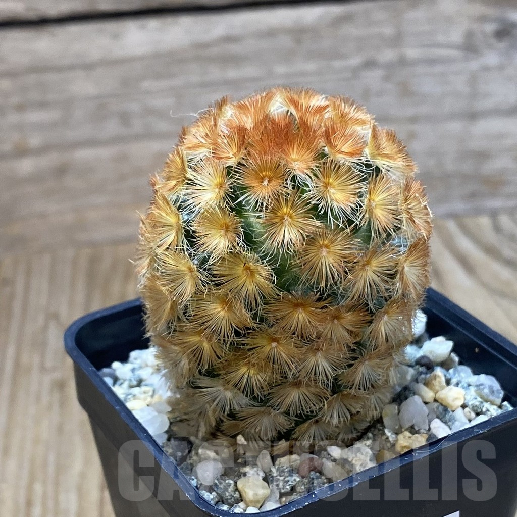 SH10064 Mammillaria carmenae ‘Buddha’ hybrid, seedling - Image 2