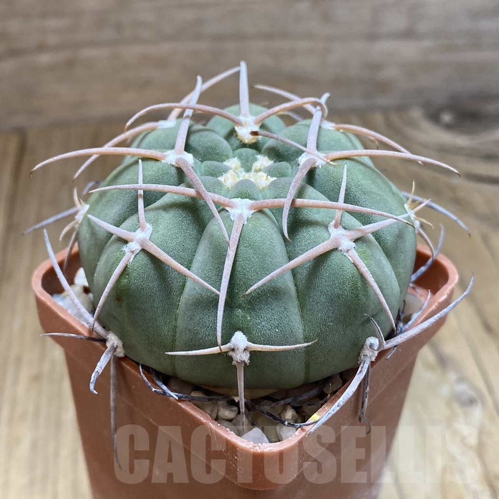SH10051 Gymnocalycium baldianum - Imagen 2