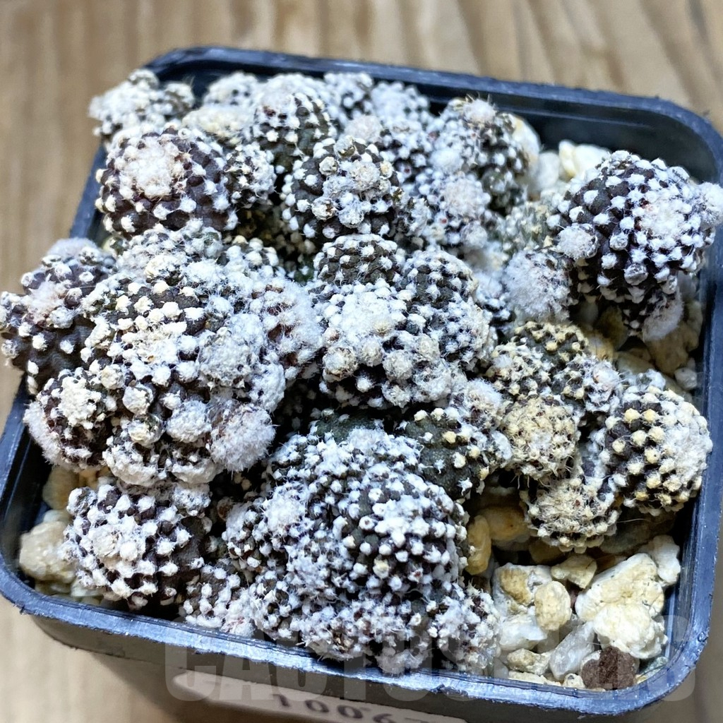 SH10067 Copiapoa tenuissima f. monstruosa