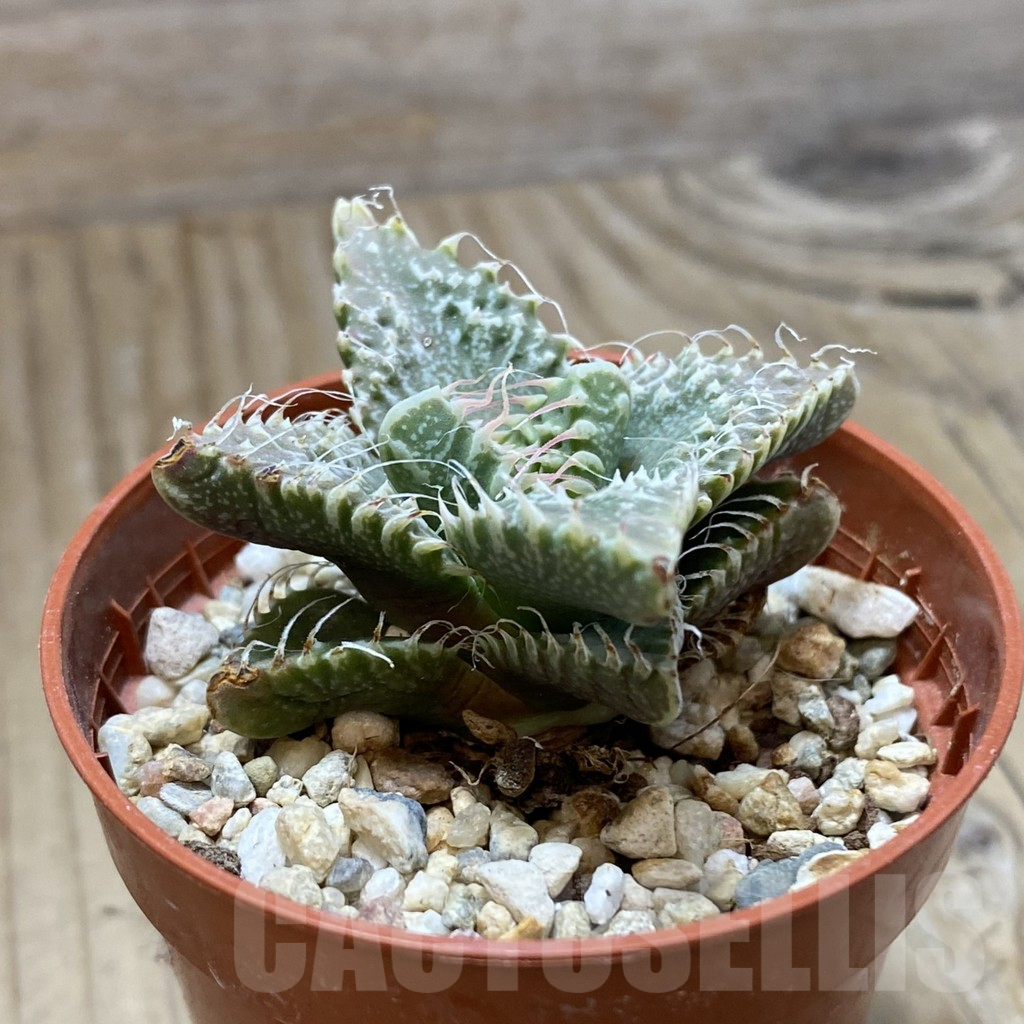 SH10069 Faucaria tuberculosa -Japan- - Image 2