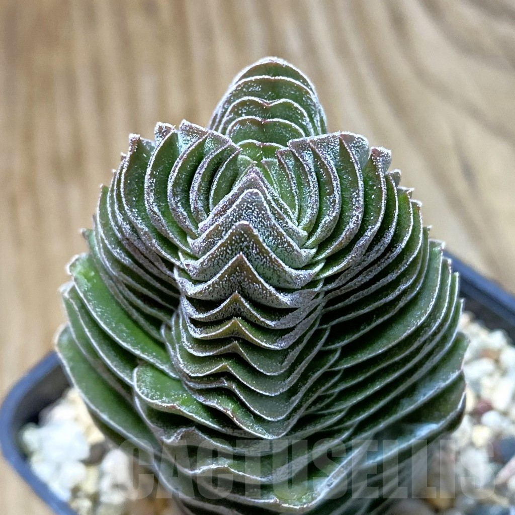 SH10073 Crassula 'Buddha's Temple'