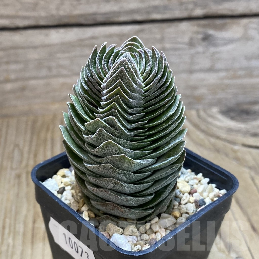 SH10073 Crassula 'Buddha's Temple' - Image 2